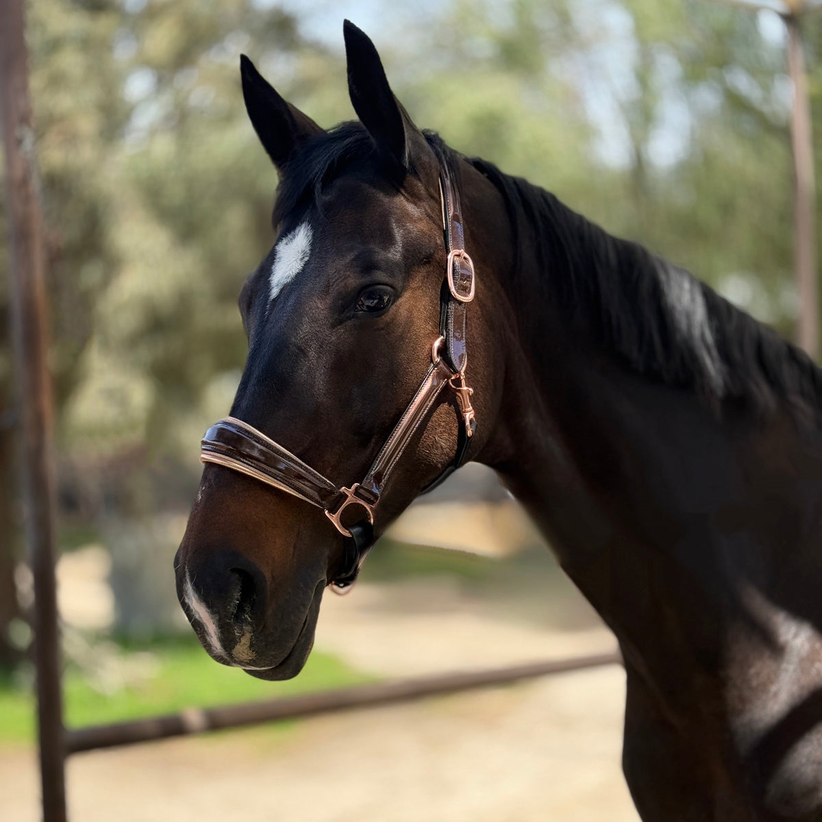 Gilded Mocha - Metallic Bronze Patent Conical Padded Halter with Rose Gold Padding & Piping