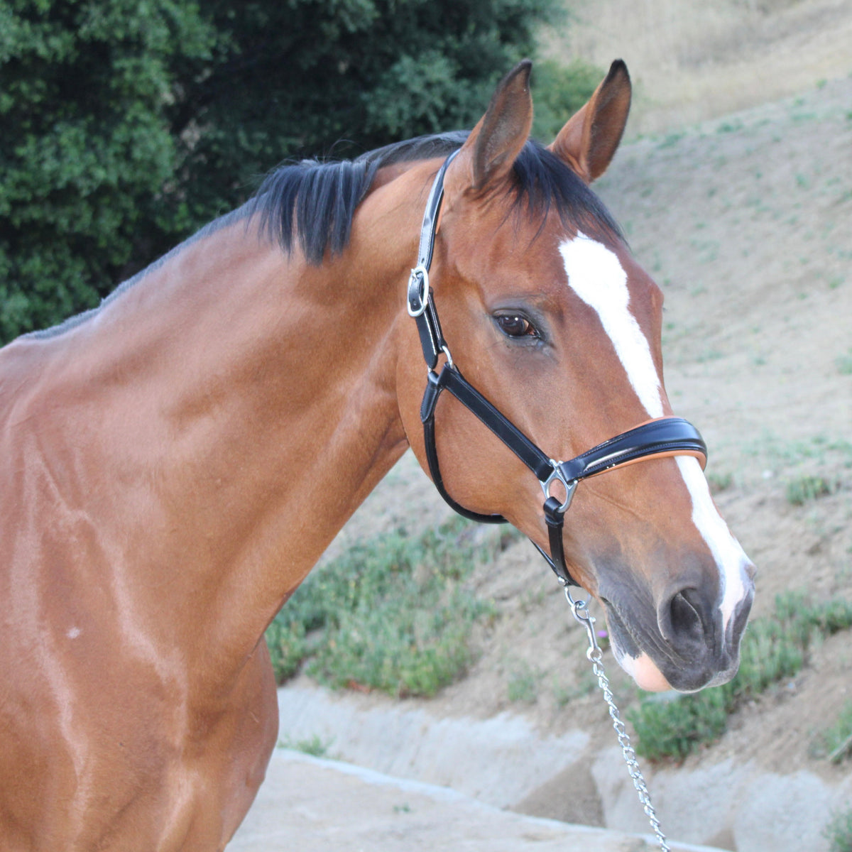 Tuscany Black Leather Halter with Cognac Padding