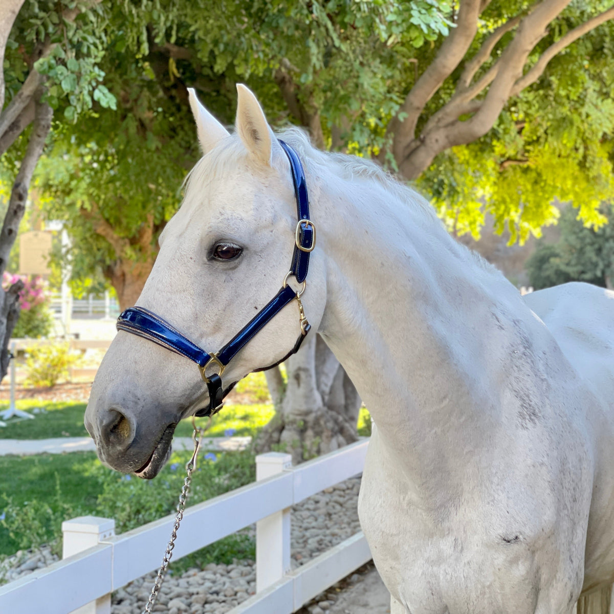 The Revolution Cobalt Blue Leather Halter