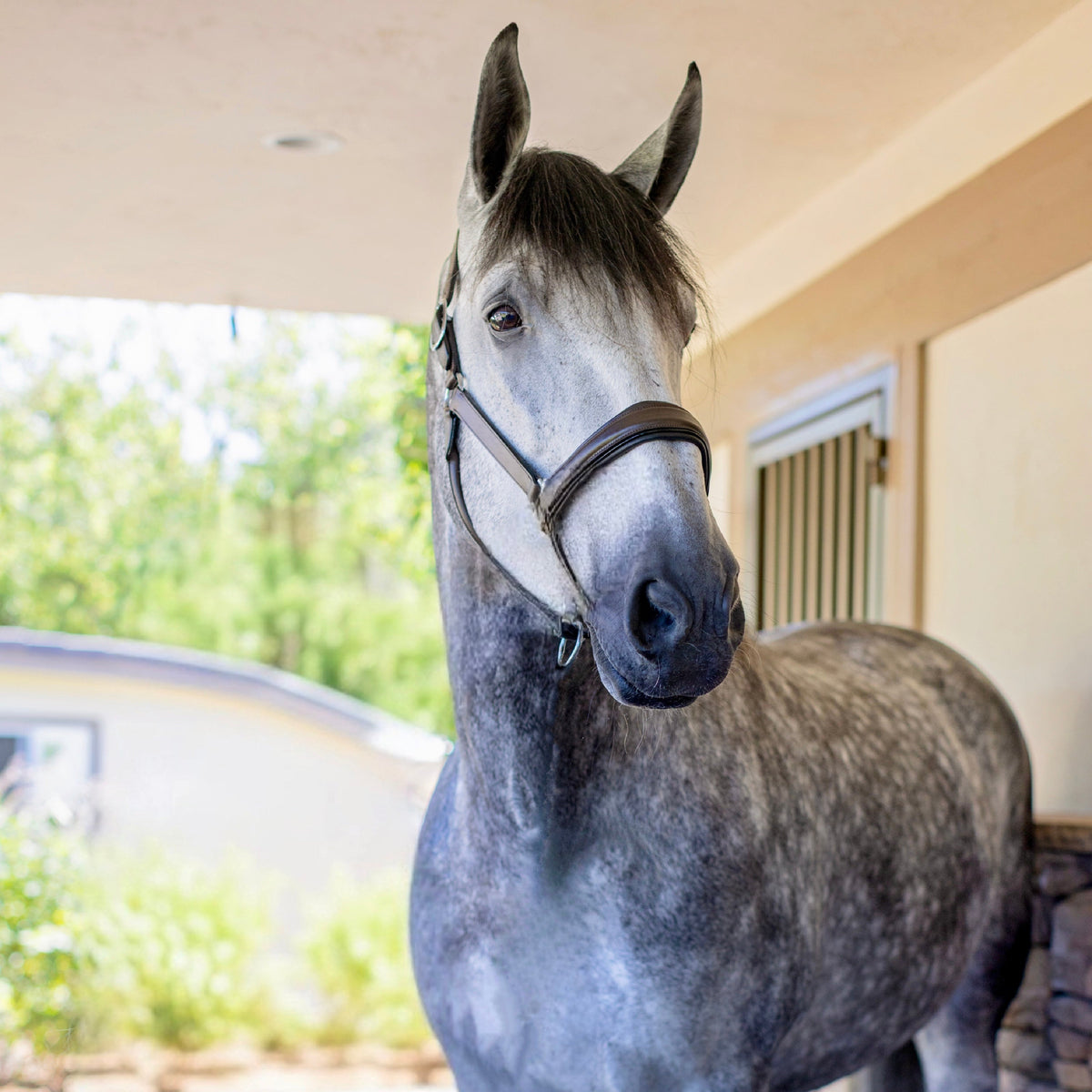 Sarah Brown Leather Halter