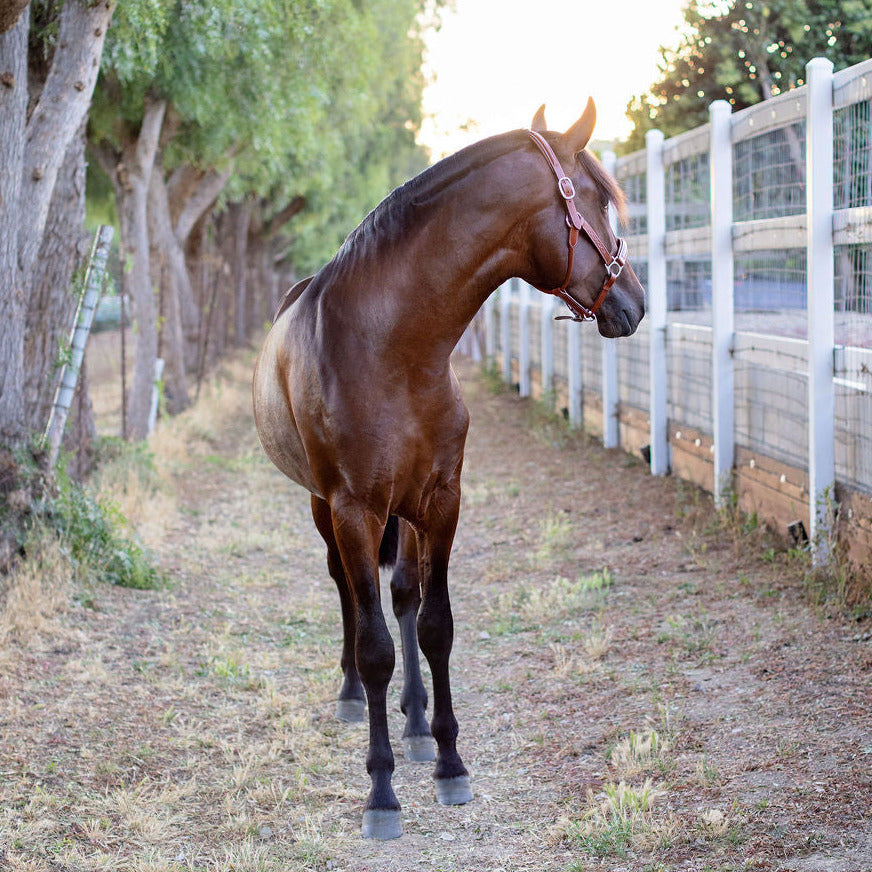Fancy Stitched Cognac Leather Halter