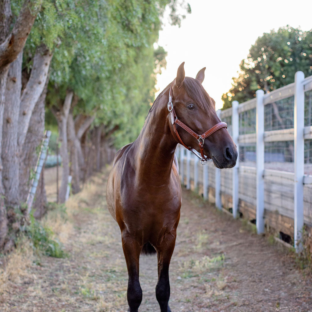 Fancy Stitched Cognac Leather Halter