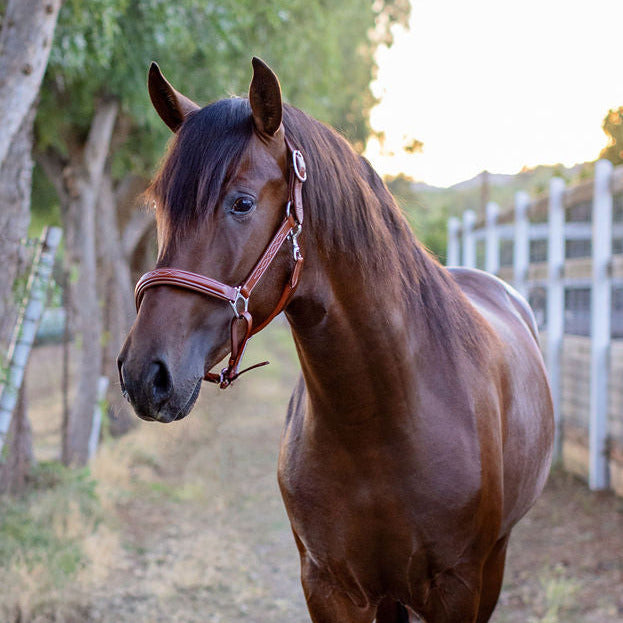 Brown horse standing on a dirt path with trees and a fence in the background
