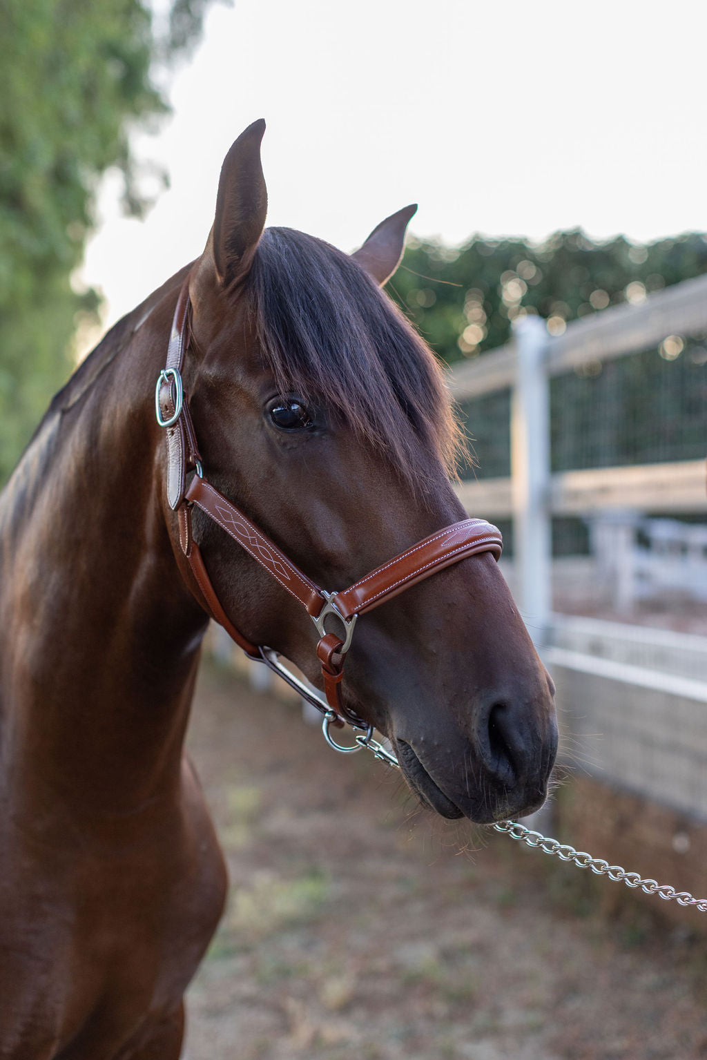 Fancy Stitched Cognac Leather Halter