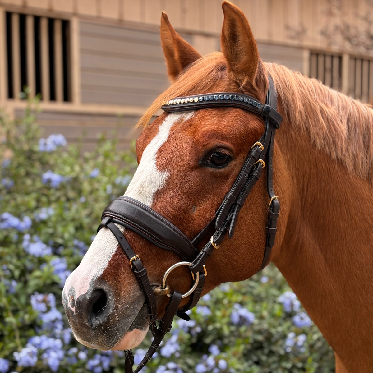 Scirocco - Maple Brown Leather Snaffle with Metallic Navy Padding and Bronze Glitter Piping