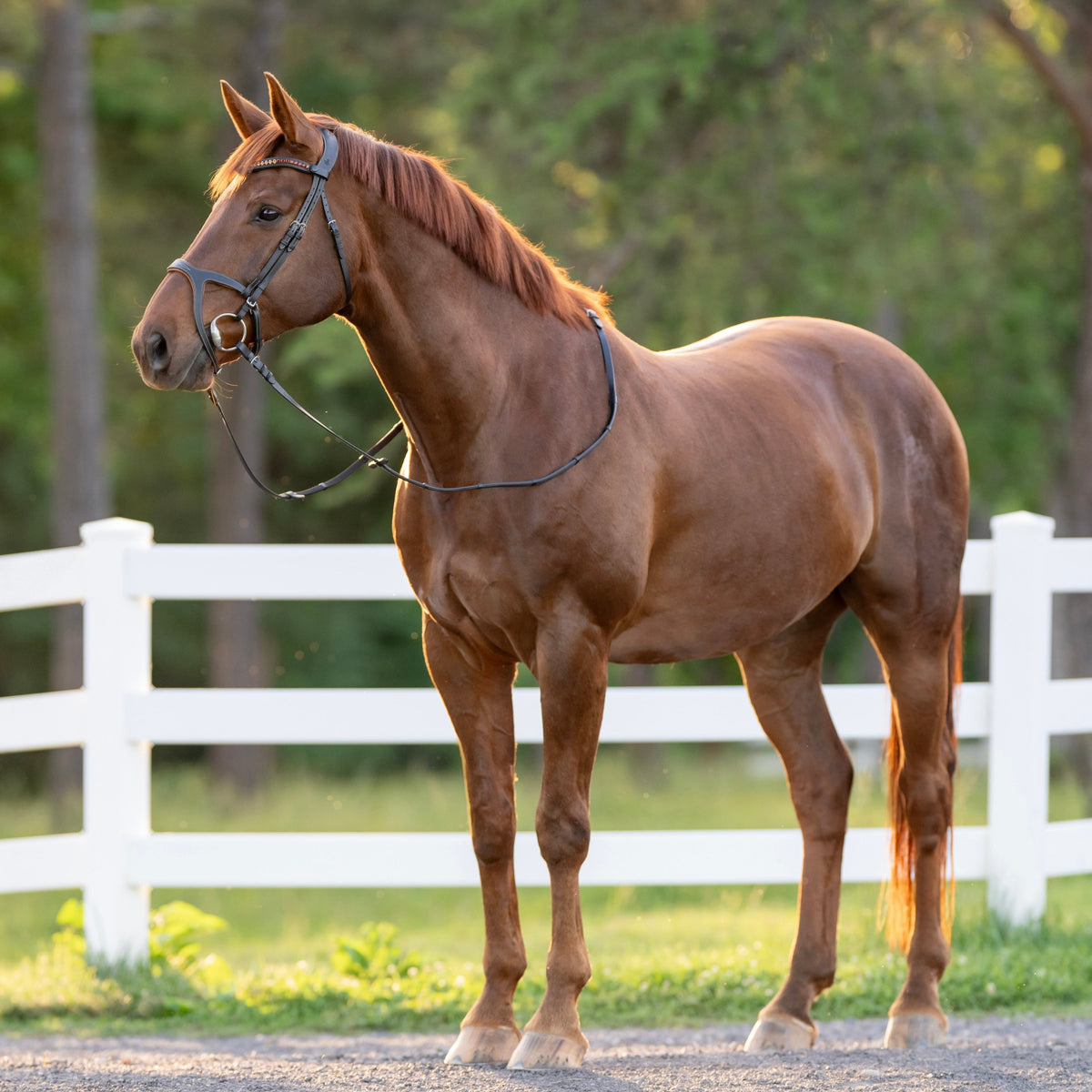 Triomphe Black Leather & Cognac Leather Snaffle Bridle