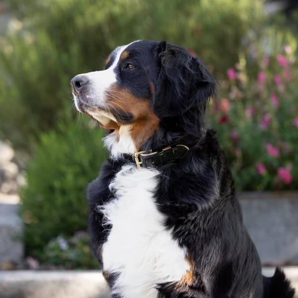 Top Paw® Signature Dog Collar, dog Collars