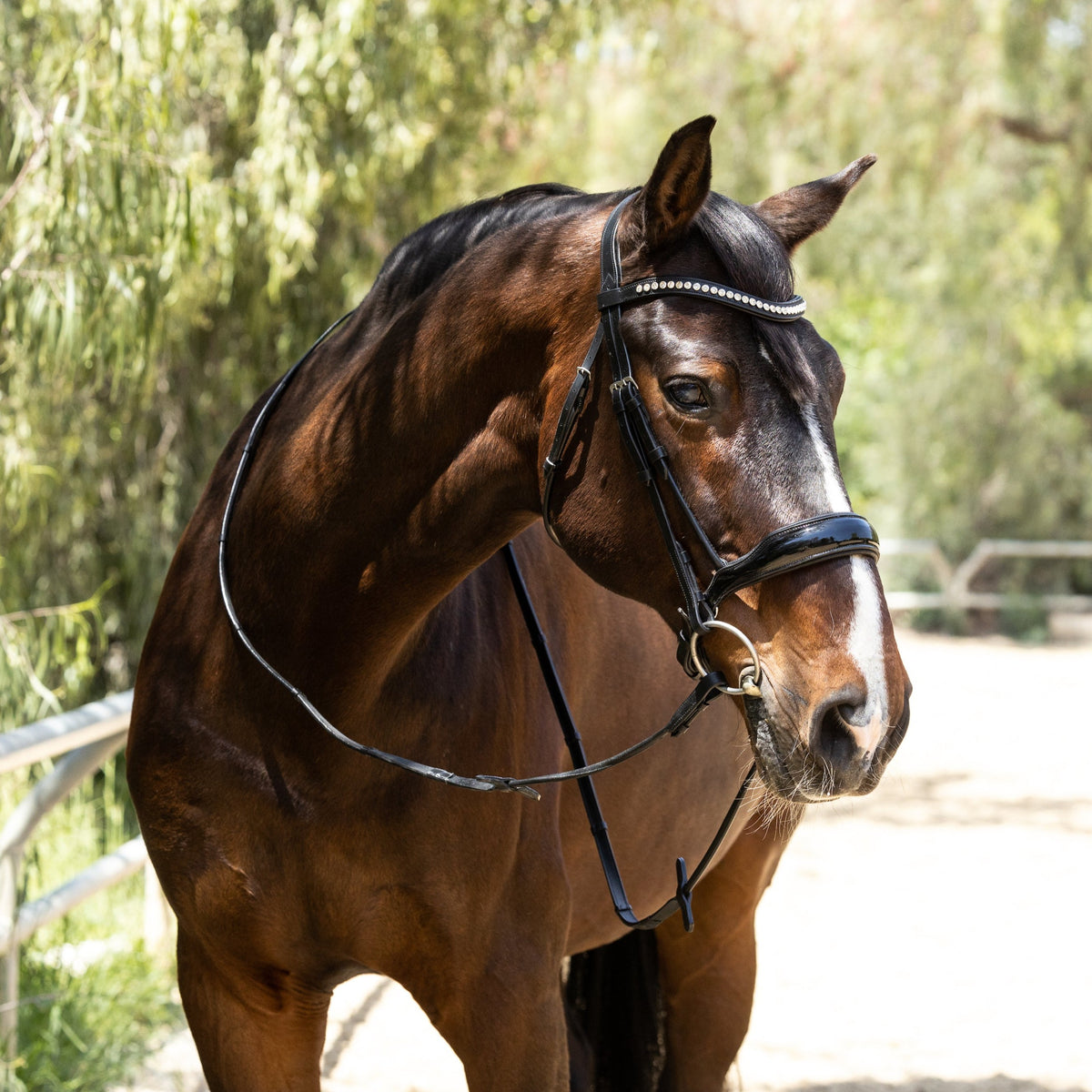 Monterey - Rolled Black Patent Anatomical Snaffle without Flash