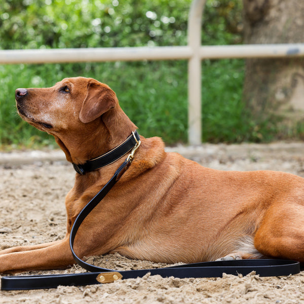 Halter Ego® Black Leather Safari Dog Collar