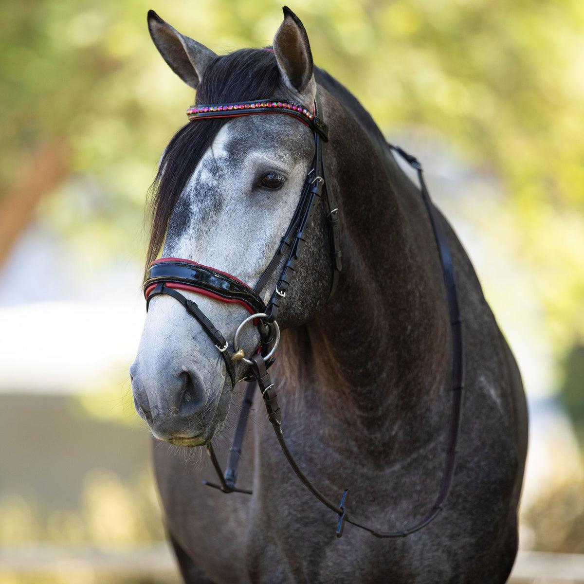 The Luci - Black Patent Snaffle Bridle with Red Padding