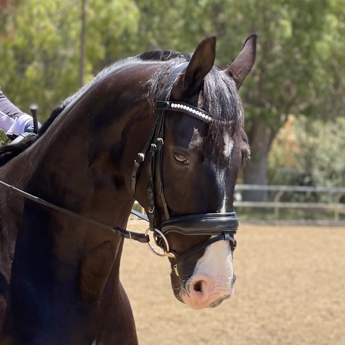 The Brixton Snaffle Bridle - Black Leather Anatomical Snaffle Bridle