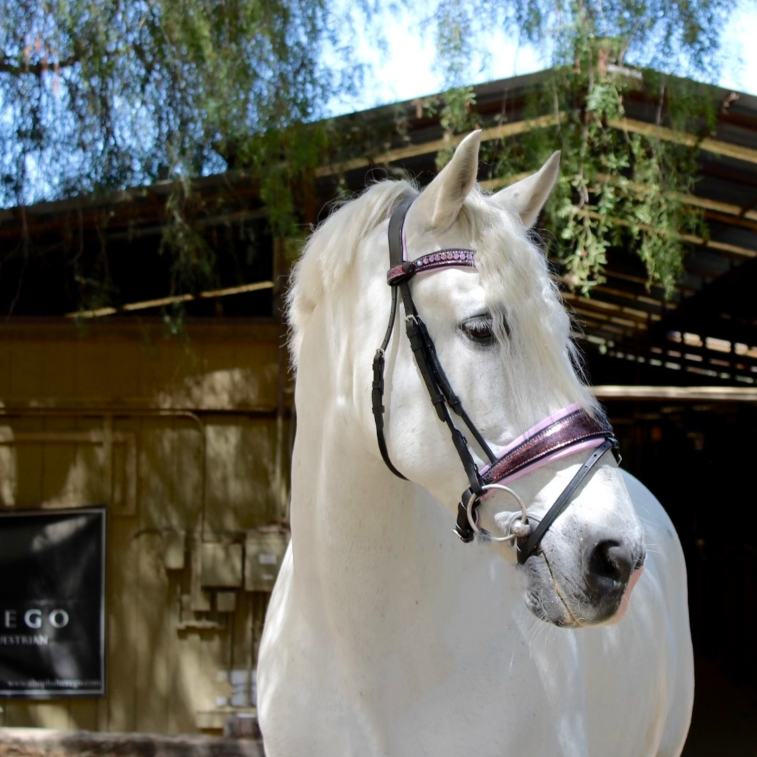 Limited Edition Cosmotini Snaffle Bridle