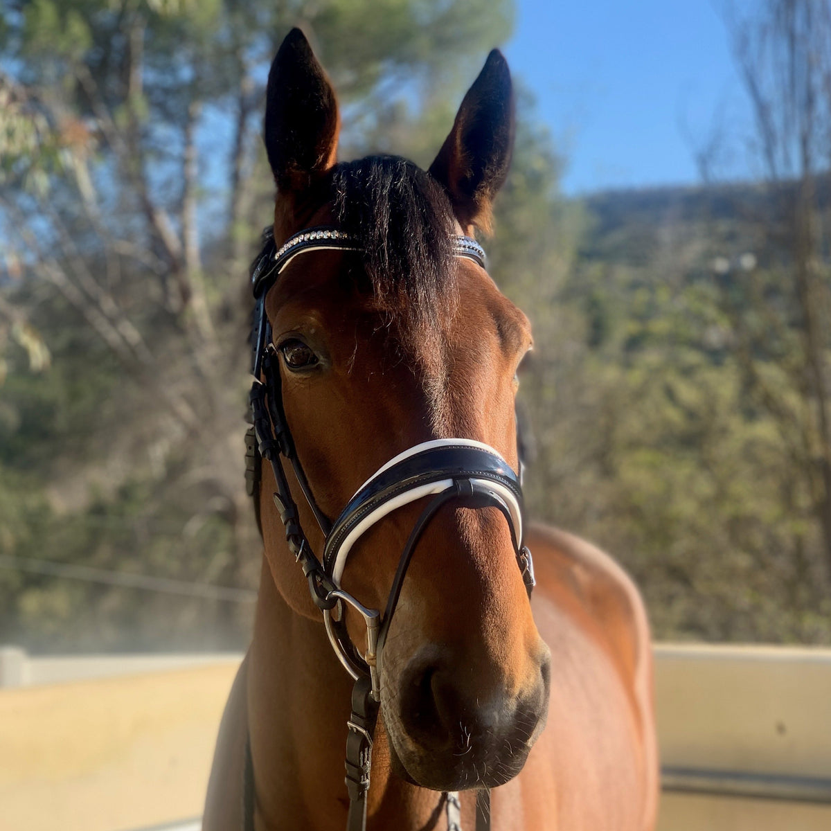 Monaco Rolled Leather Black Patent Snaffle Bridle