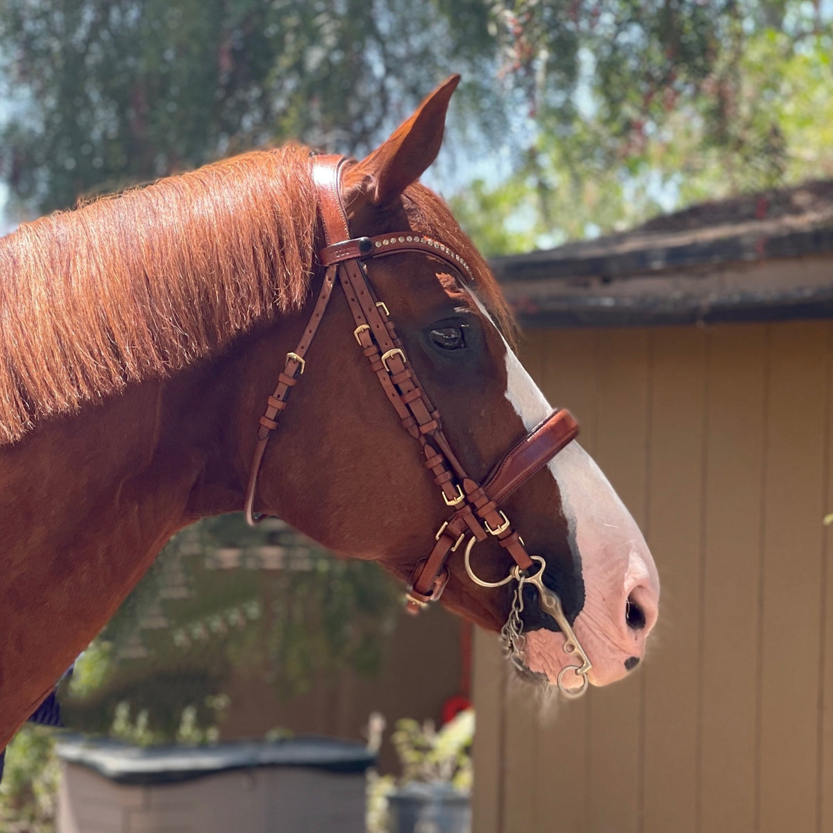 Savannah - Brown Cognac Leather Double