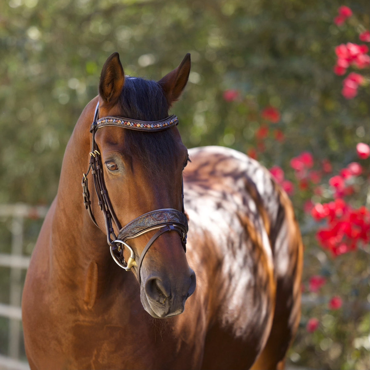Brown Leather Snaffle Bridle