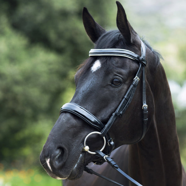 Bling Cheetah Cactus Horse or Pony Nose Ban on a black high quality halter