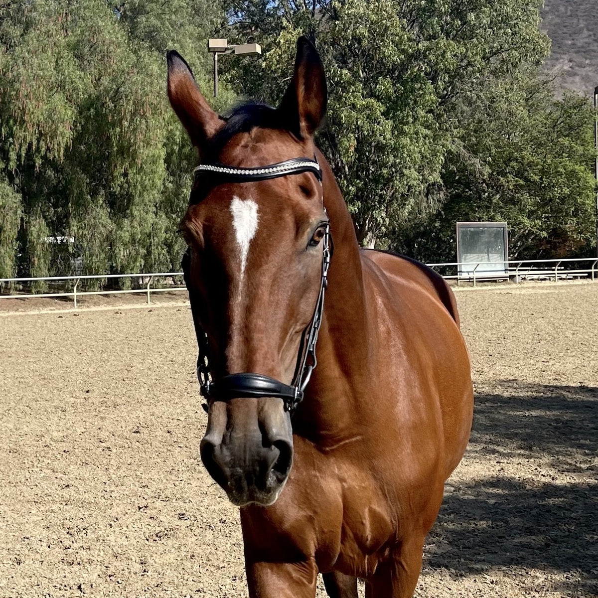 The Salzburg Non-Patent Leather Drop Noseband Bridle
