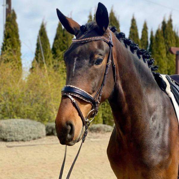 【未使用】PREMIERE Dressage Leather Reins レザー 手綱 FULL ブラック 乗馬 馬術 Black Patent Croc Brown Leather H.M. Safari Snaffle Bridle