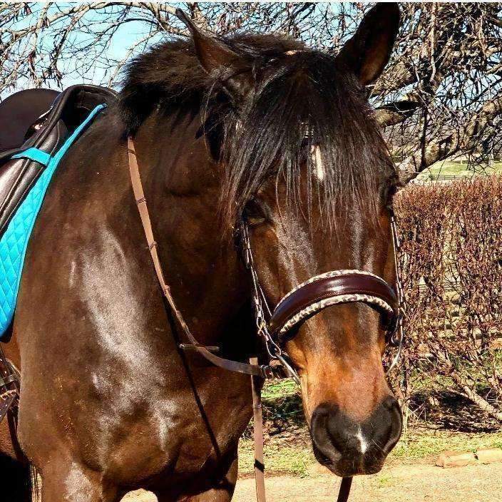 H.M. Safari Snaffle Bridle