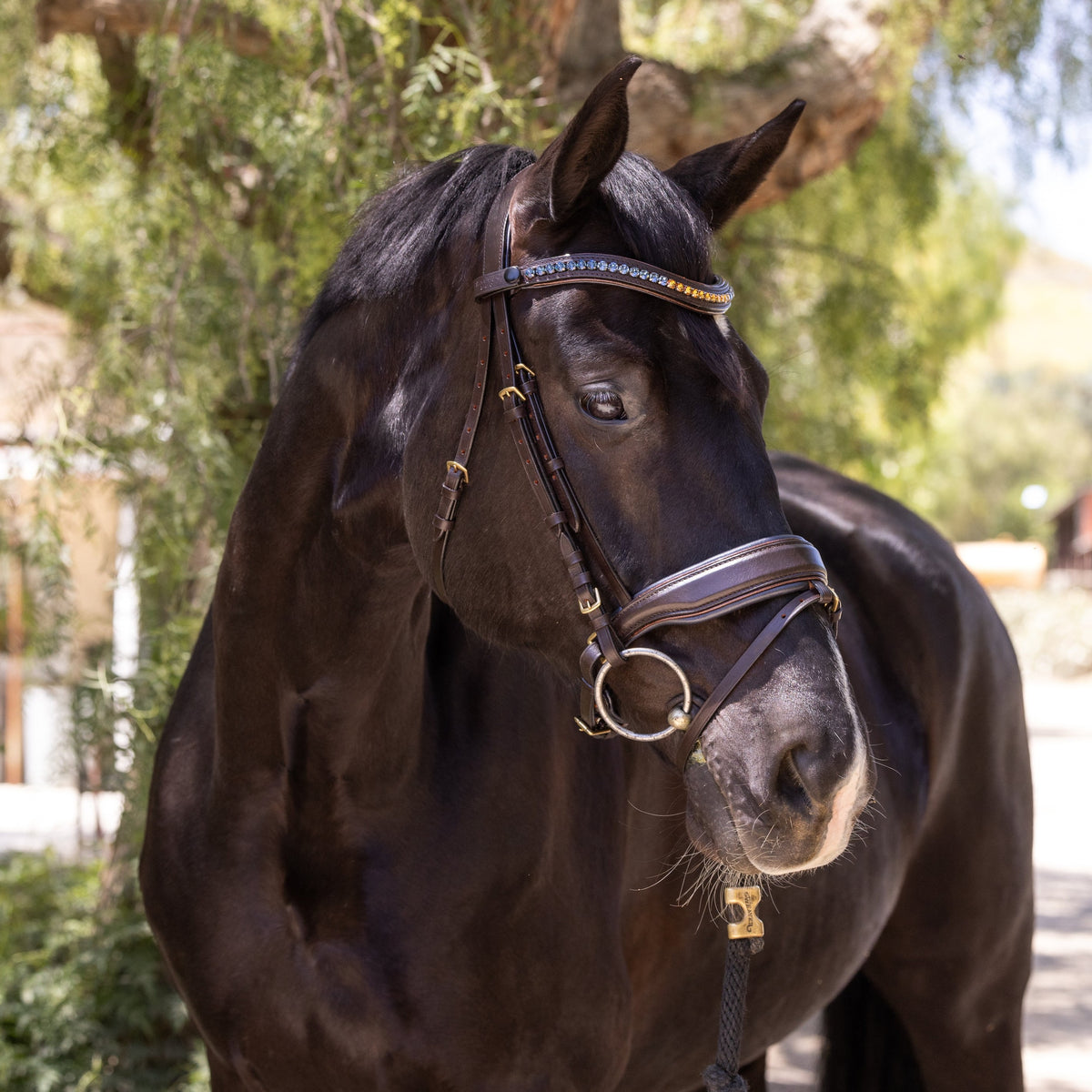 Scirocco - Maple Brown Leather Snaffle with Metallic Navy Padding and Bronze Glitter Piping