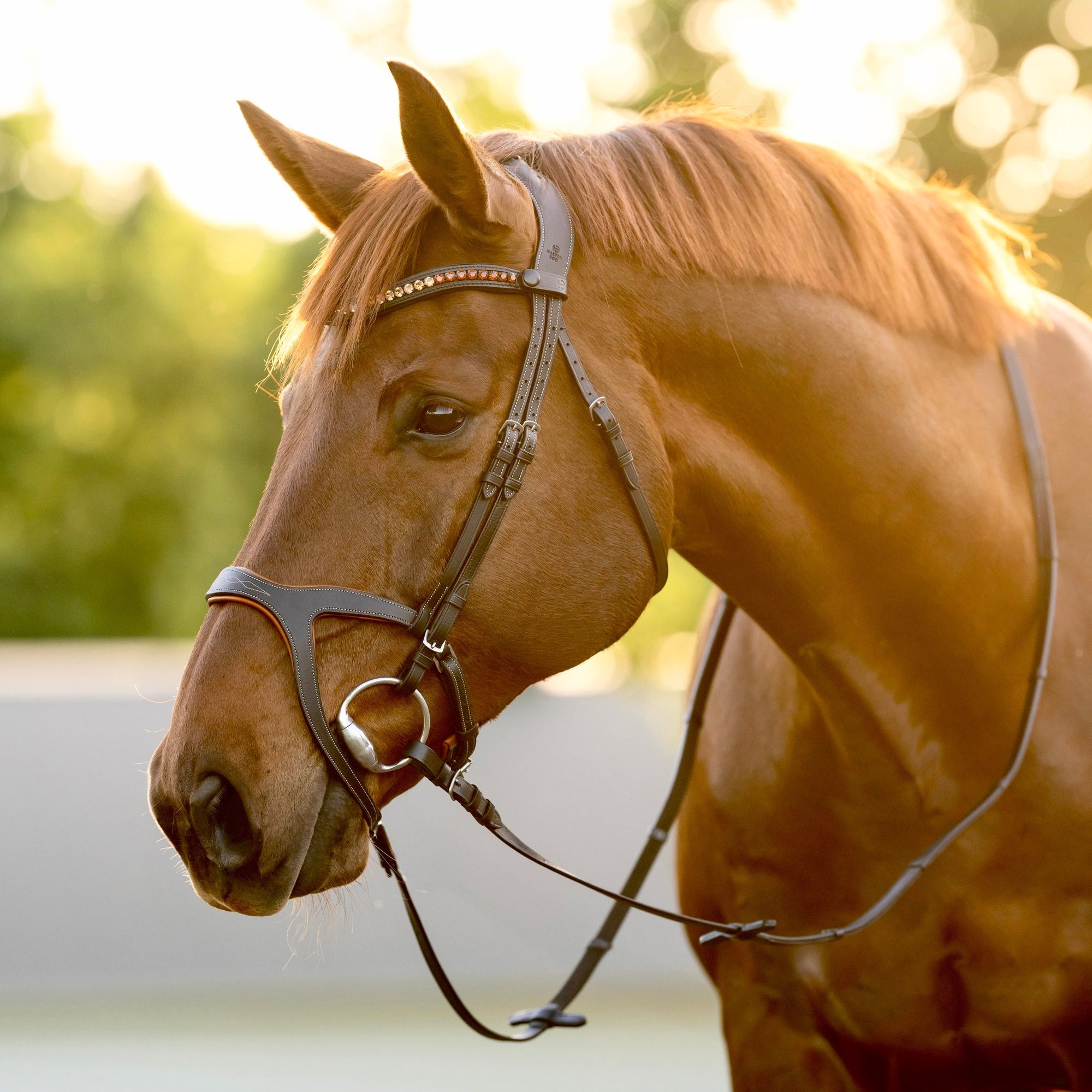 CORE COLLECTION - HUNTER JUMPER BRIDLES