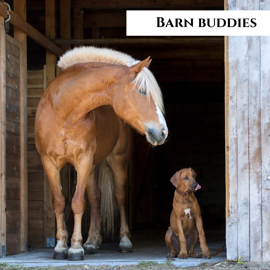 Barn Buddies