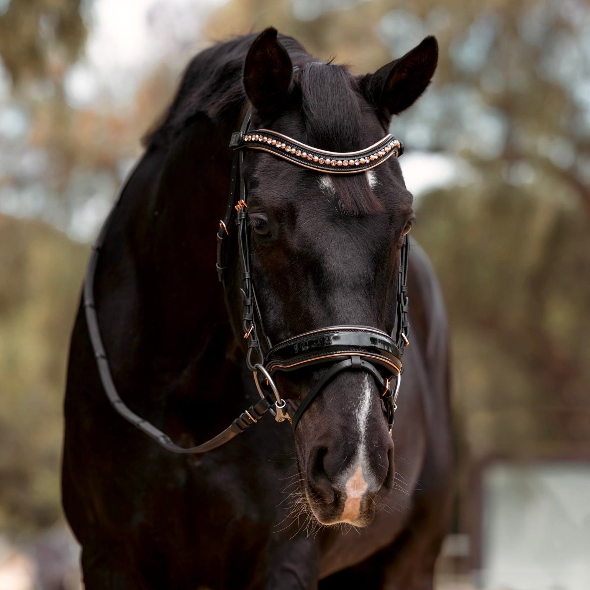 BLACK LEATHER DRESSAGE BRIDLES