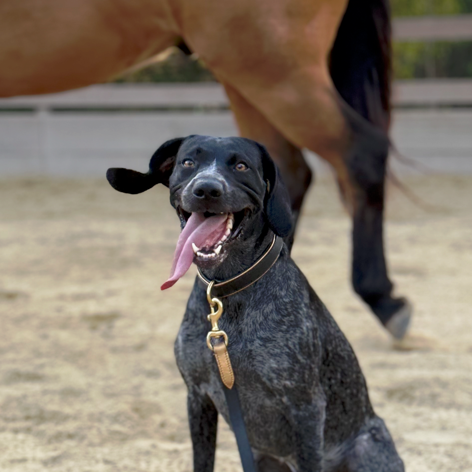 BLACK FRIDAY BOGO - DOG COLLARS & LEASHES