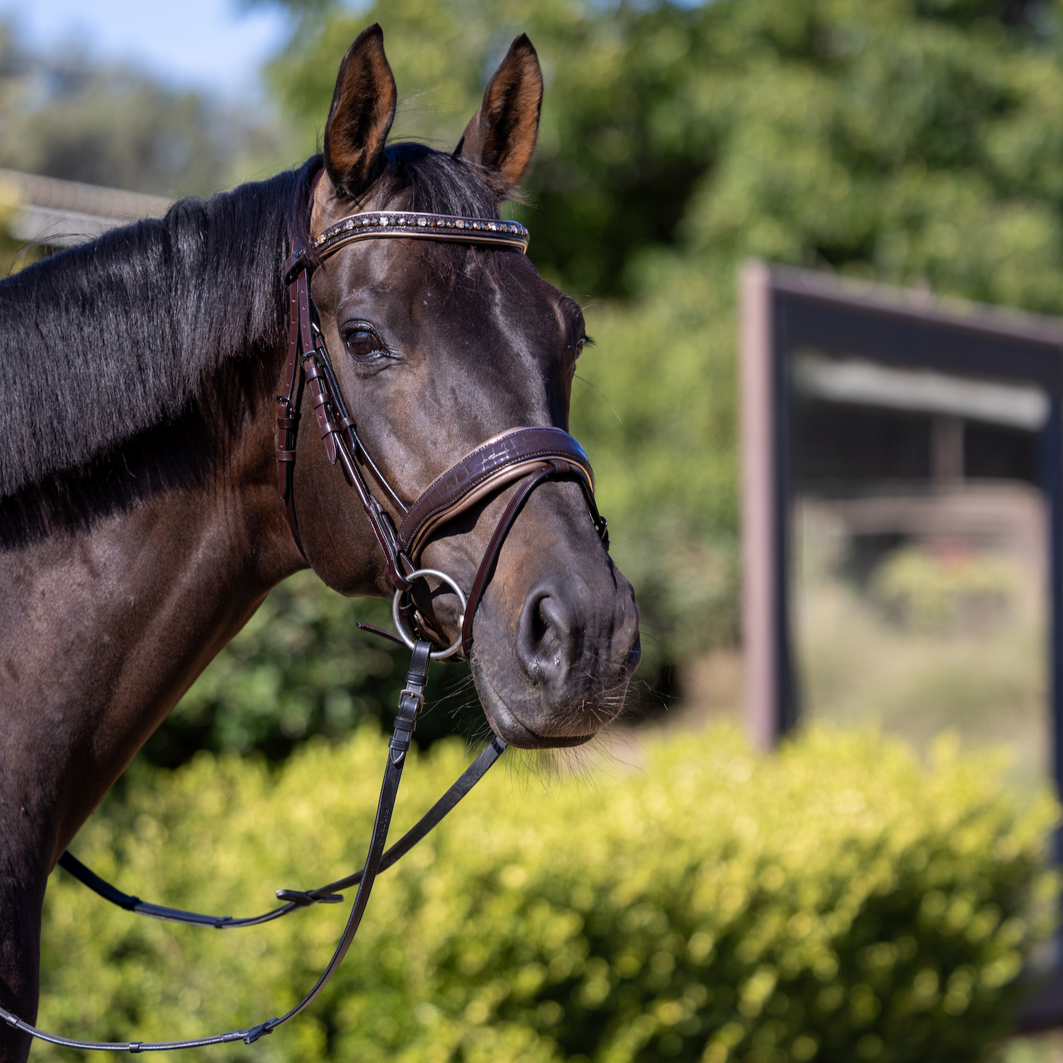 BFCM 20% OFF FULL PRICED BRIDLES