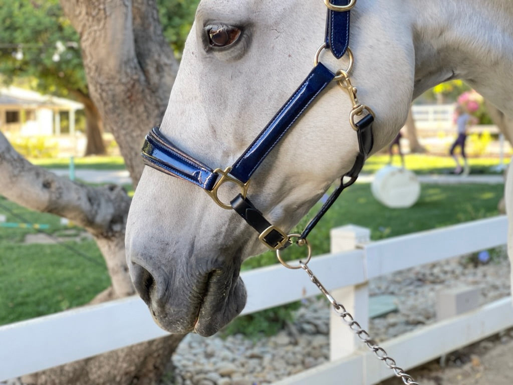 The Revolution Cobalt Blue Leather Halter - &#39;Pathway to the Podium&#39;