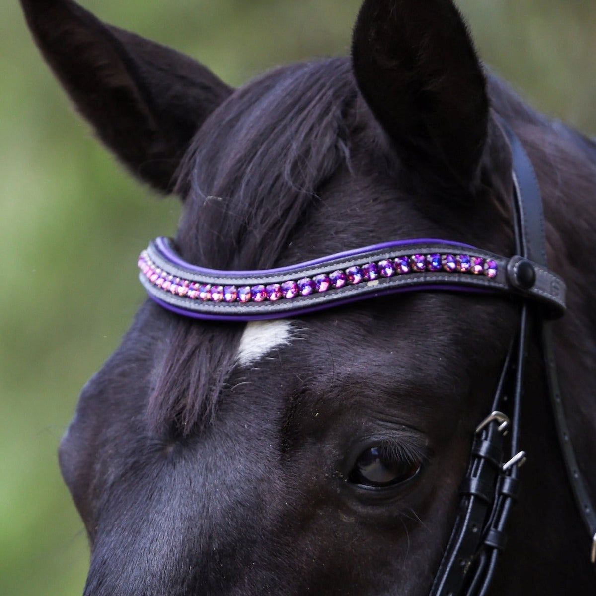 Limited Edition Cersi Grey Croc with Purple Piping Browband