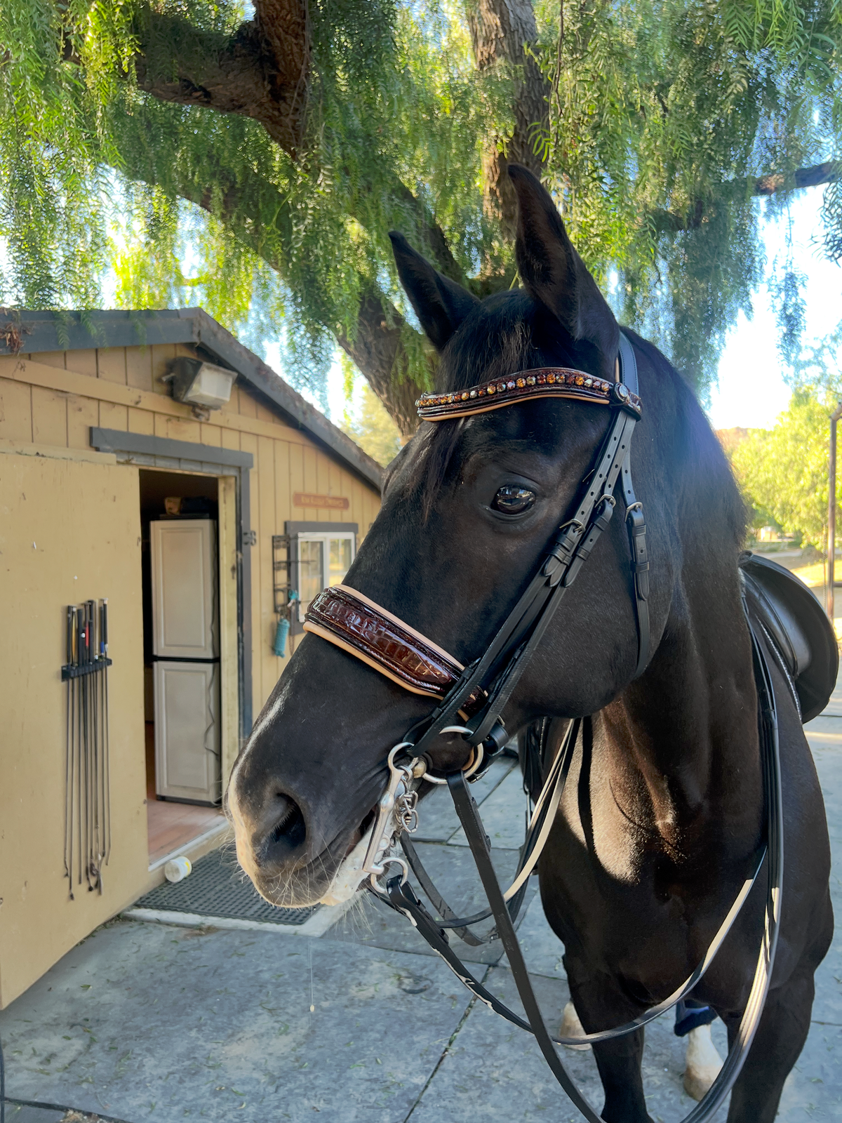 Limited Edition Whiskey Croc Black Leather Double Bridle