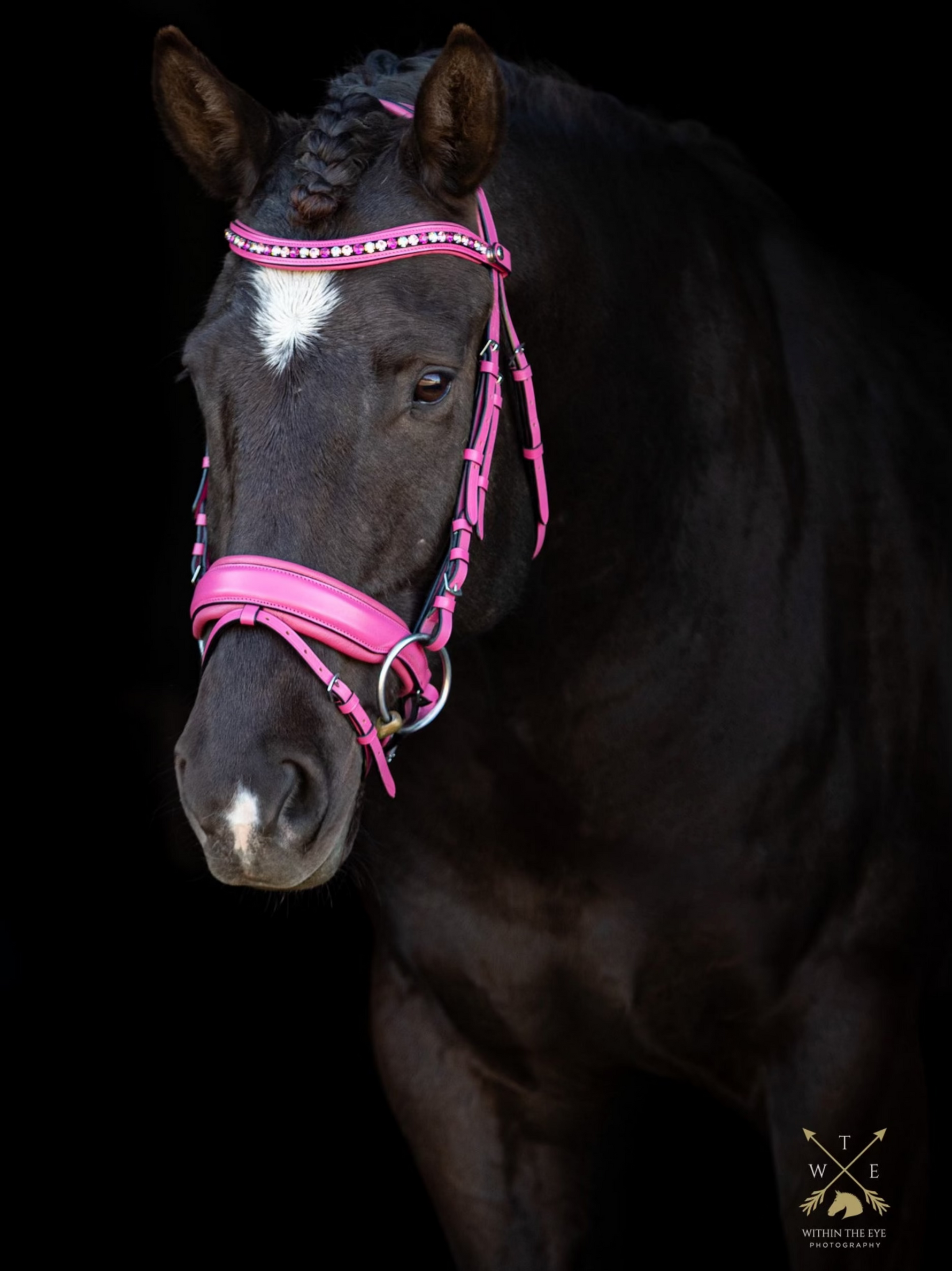 Black horse wearing a pink leather Barbie bridle on a black background