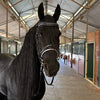 The Harlow Black Patent Snaffle Bridle with Removable Flash