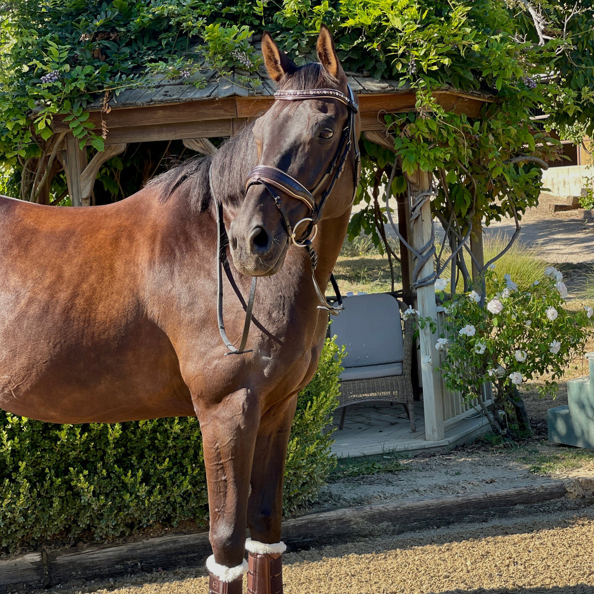 The Sun King Brown Patent Leather Snaffle Bridle