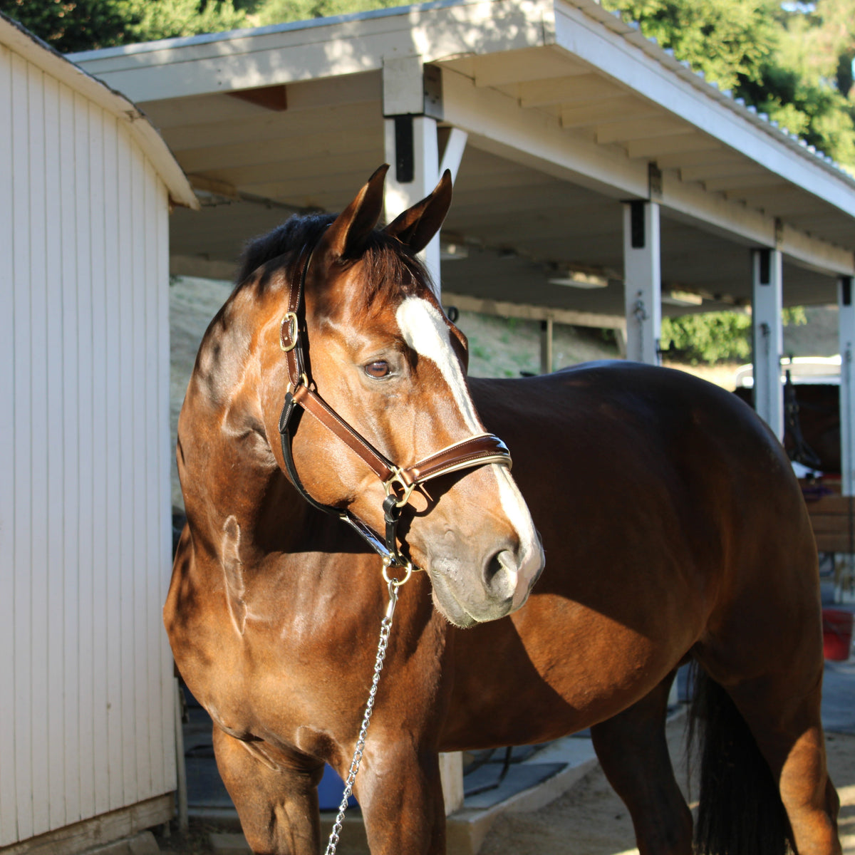 Catalonia Metallic Bronze Leather Halter