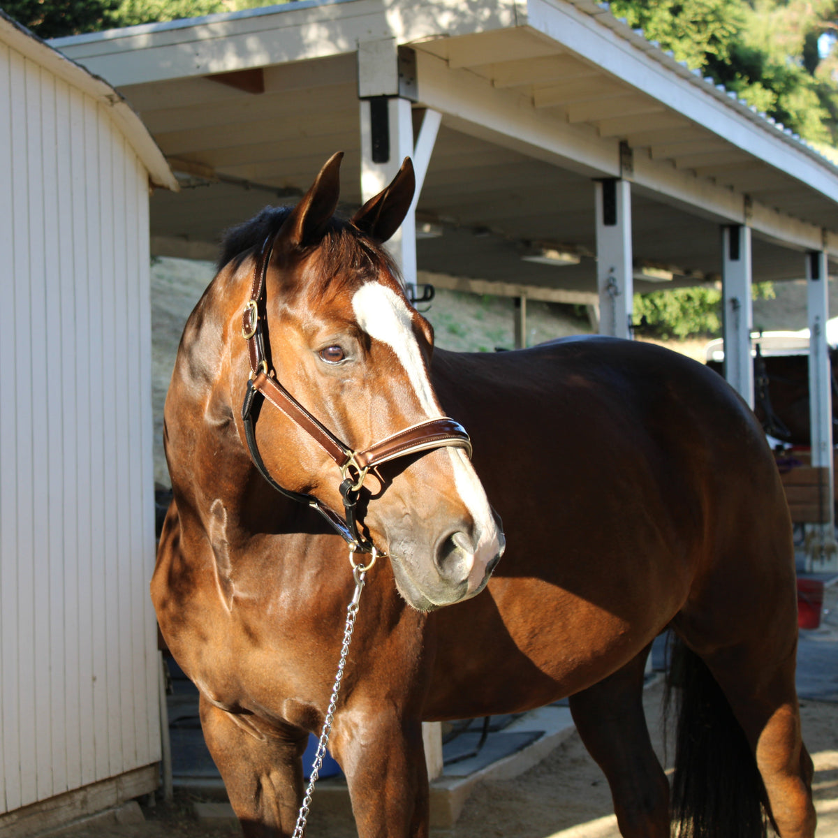 Catalonia Metallic Bronze Leather Halter