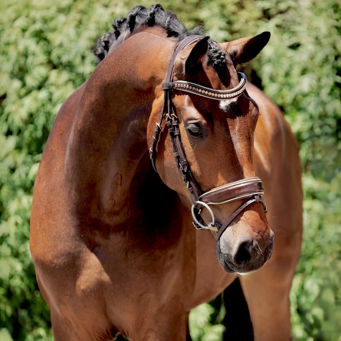 The Catalonia Metallic Bronze Leather Snaffle Bridle with Removable Flash