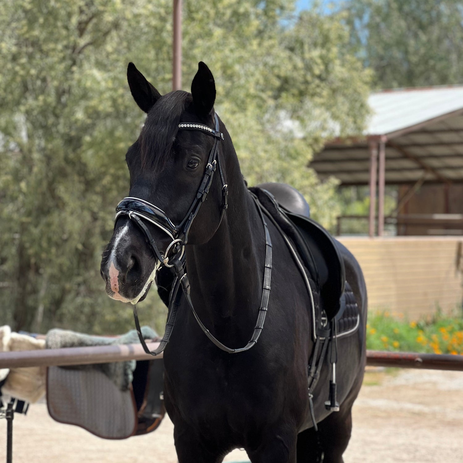 The Platinum - Rolled Black Patent & White Padding Snaffle Bridle
