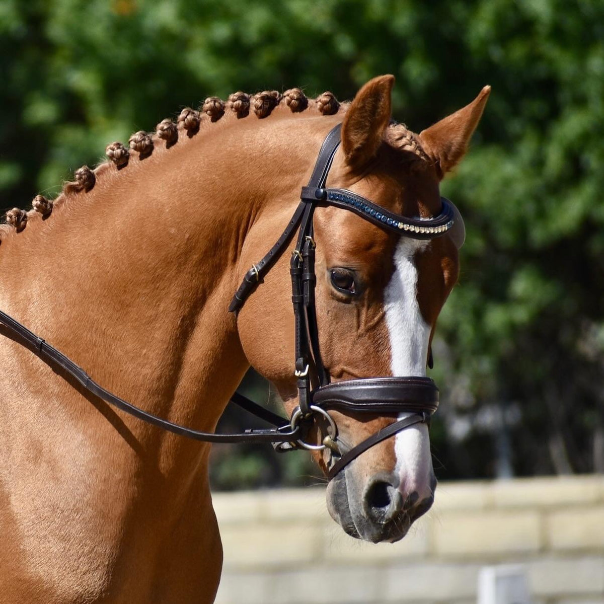 Scirocco - Maple Brown Leather Snaffle with Metallic Navy Padding and Bronze Glitter Piping