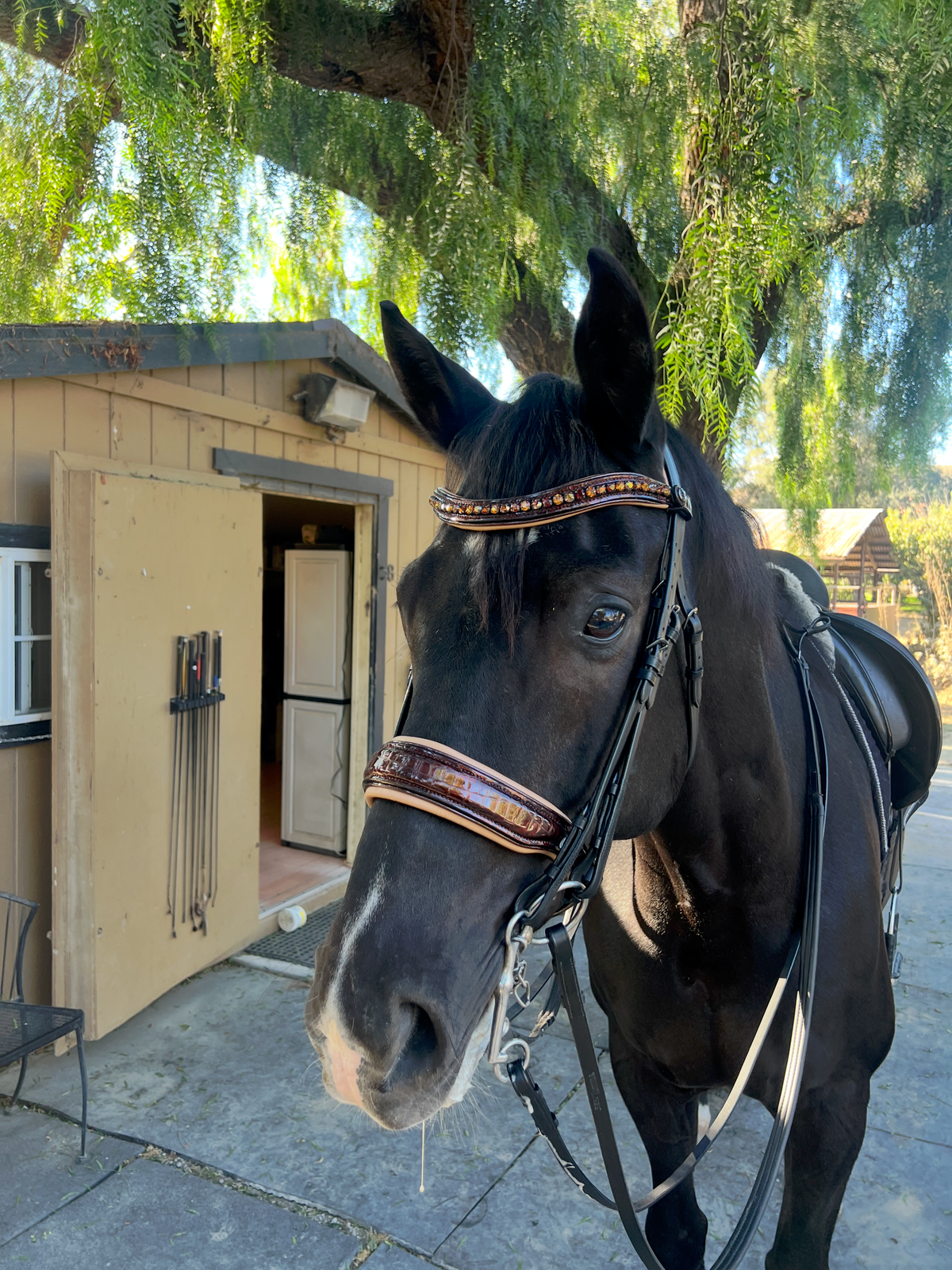 Limited Edition Whiskey Croc Black Leather Double Bridle