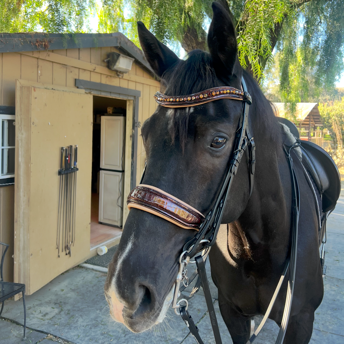 Limited Edition Whiskey Croc Black Leather Double Bridle