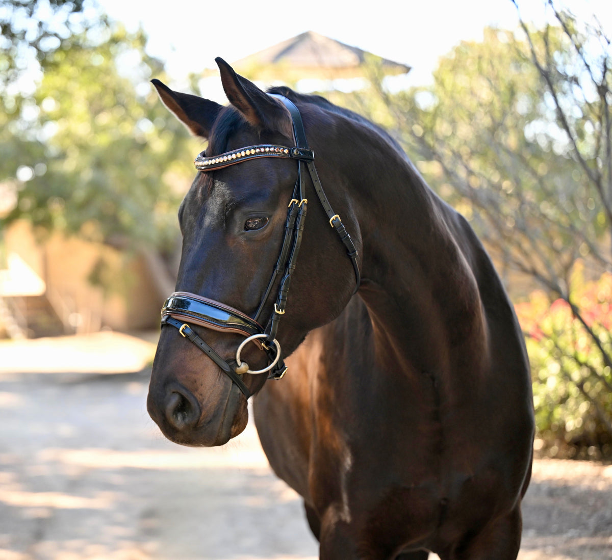 The Palermo Black Patent Leather Snaffle with Brown Padding