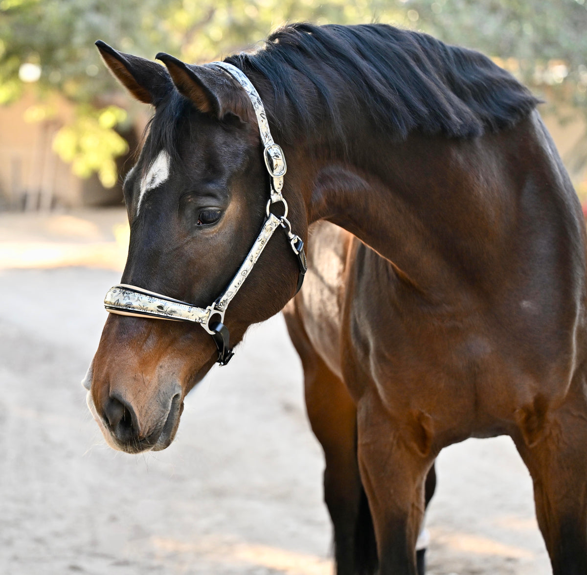 Venetian Leather Halter