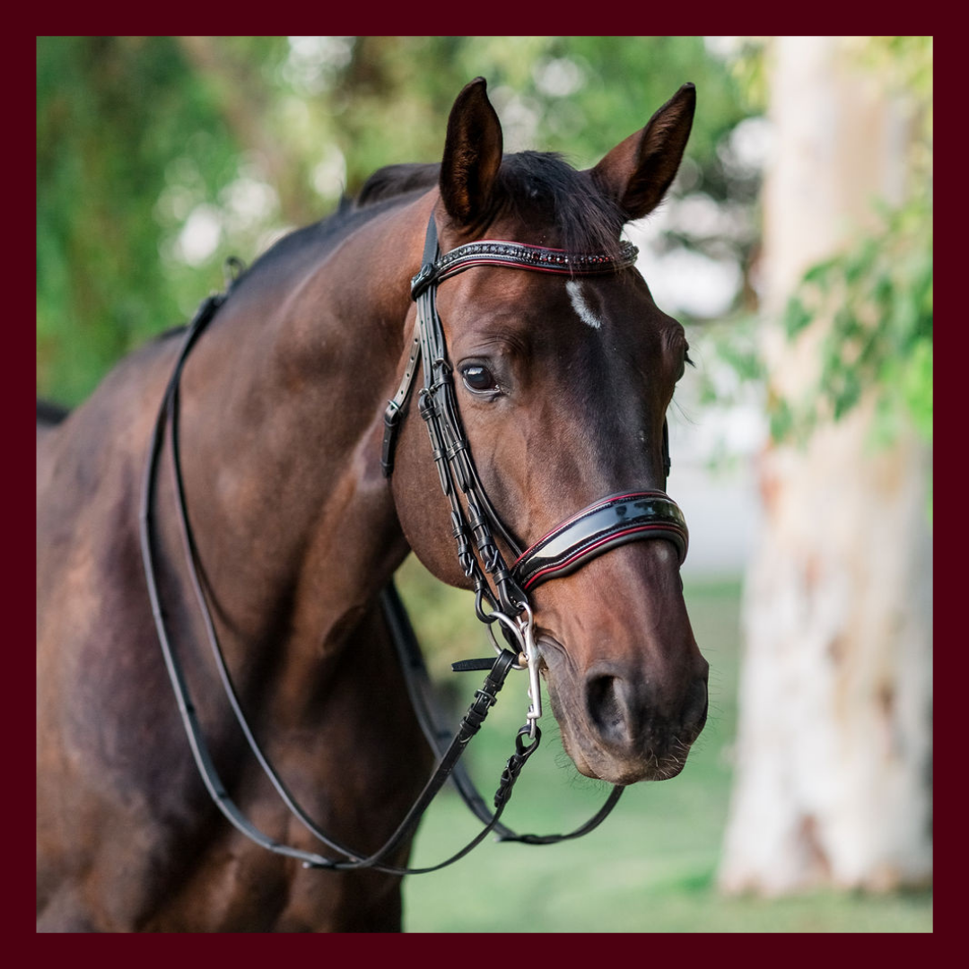 Bride De Dressage Halter Ego Cuir – Modèle Luxe Sur Mesure, Neuve Avec Défaut Mineur