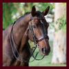 Halter Ego® Custom Double Bridle FLAT RATE Special!