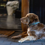 Aztec-inspired metallic sage green leather dog collar with diamond-style embroidery in shades of metallic green and blue.