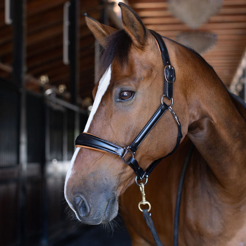 Tuscany Black Leather Halter with Cognac Padding