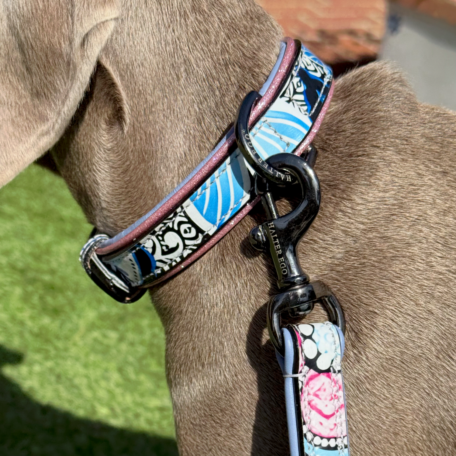 A close-up of a dog wearing a patterned collar and leash. The collar and matching leash strap feature a white base with blue wavy stripes, black scrollwork, and pink floral details, attached to a silver metal clasp.