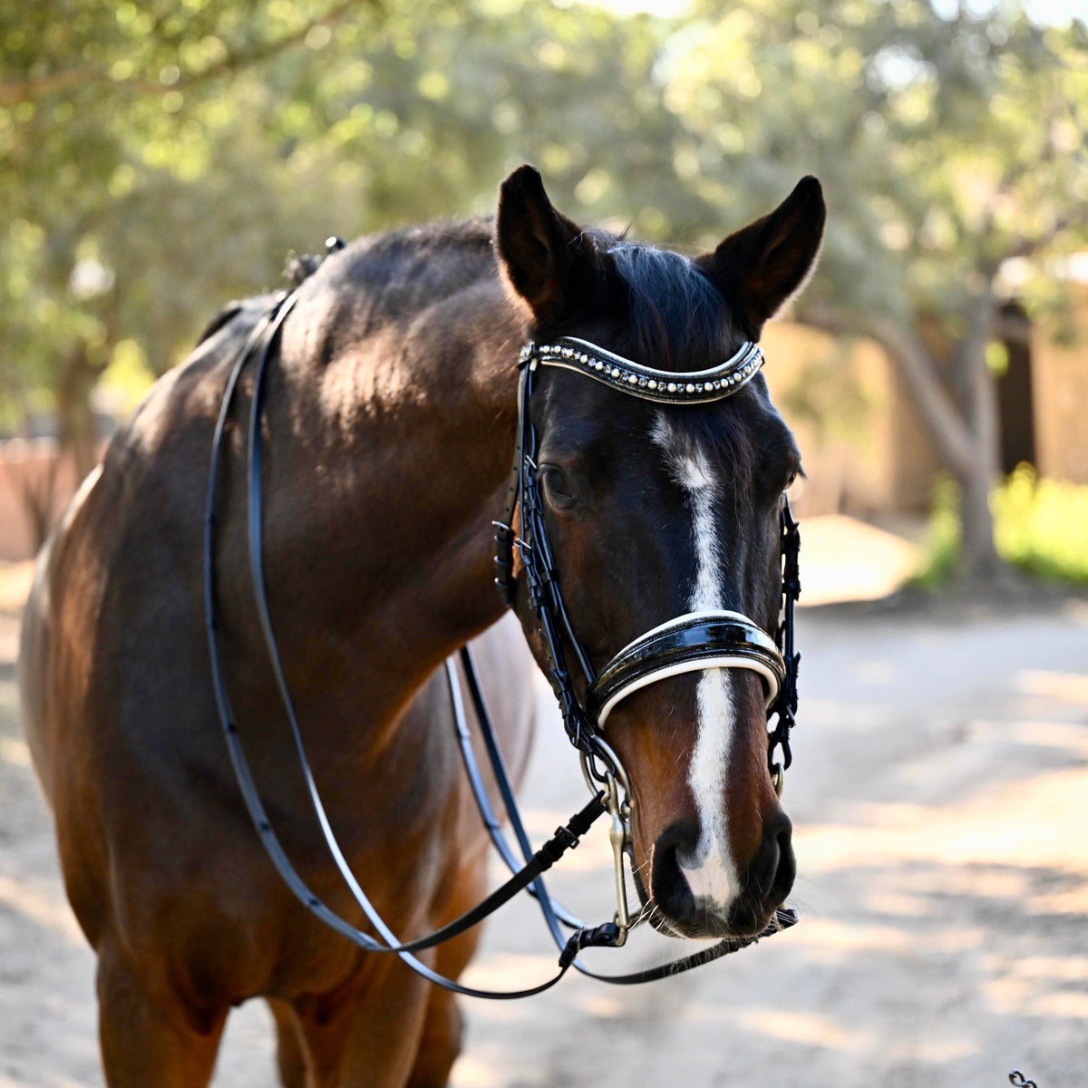 The Harlow Black Rolled Leather Double Bridle